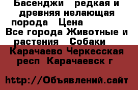 Басенджи - редкая и древняя нелающая порода › Цена ­ 50 000 - Все города Животные и растения » Собаки   . Карачаево-Черкесская респ.,Карачаевск г.